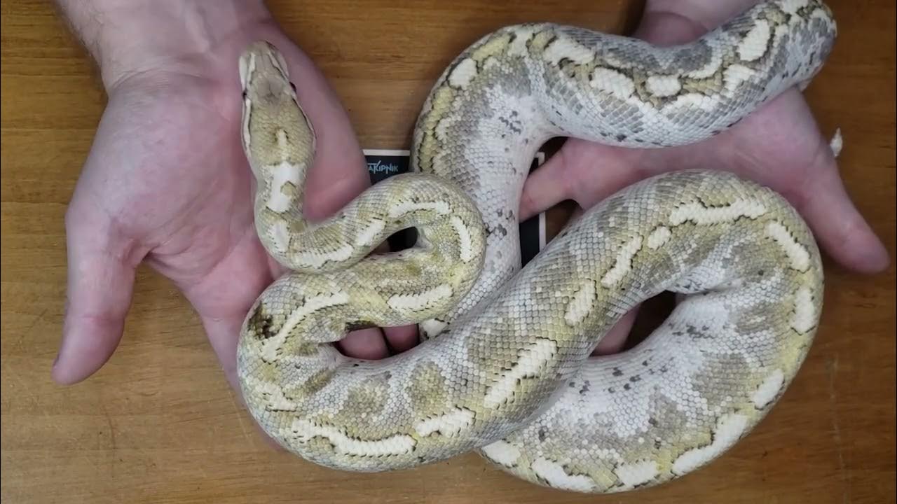 Our Pickups from Flat Mountain Pythons! - YouTube