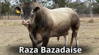 Raza de ganado Bazadaise: orígenes, imágenes y características #ganadería by Engormix 15,151 views 2 months ago 7 minutes, 46 seconds