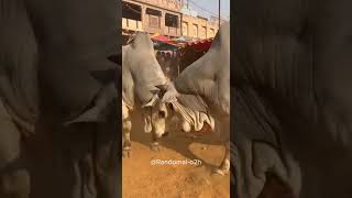 Rajasthan Sabzi Mandi Me 2 Brahman Bulls Ki Bhayankar Takkar