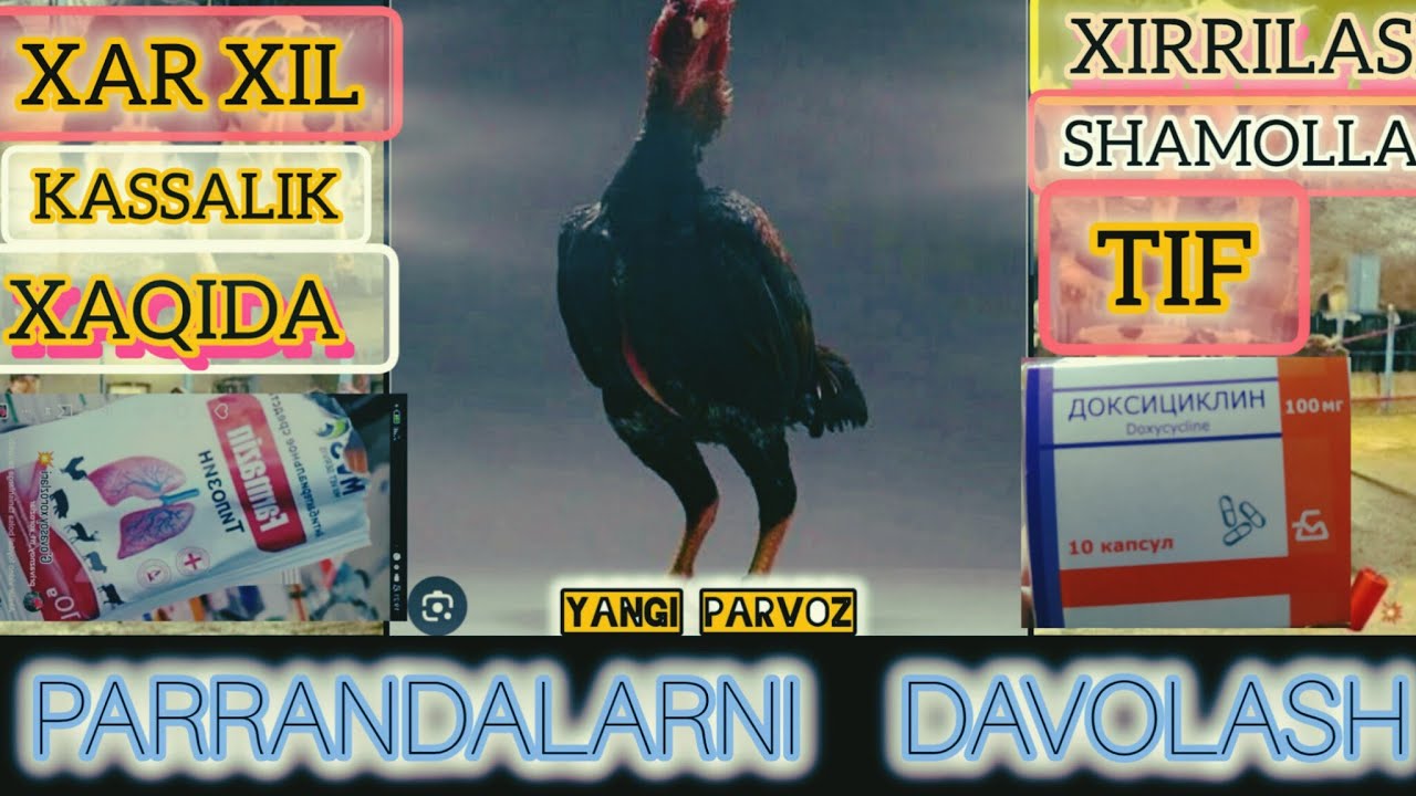ХОРО'ЗЛАРНИ ХИРРИЛАШИГА ШАМОЛЛАШЛАРГА БАРЧА КАССАЛИКЛАРГА ДОРИ ДАРМОНЛАР