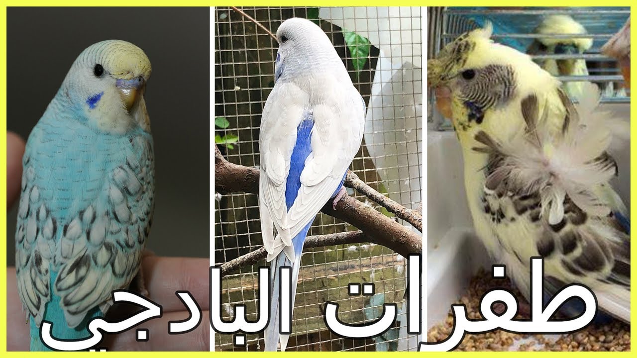 😍جميع طفرات طائرالبادجي بالصور (الجزء الثاني)🐦