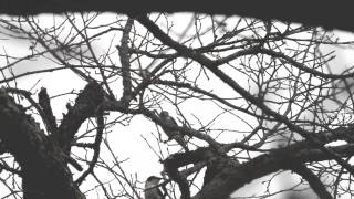 野鳥:サンショウクイ 20100510(7D)