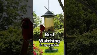 Bird watching in my garden #birds #birdwatching #cardinals #cardinal #garden #birdsounds