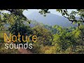 Forest bird sounds HD || Nature short videos || Nature sound high definition