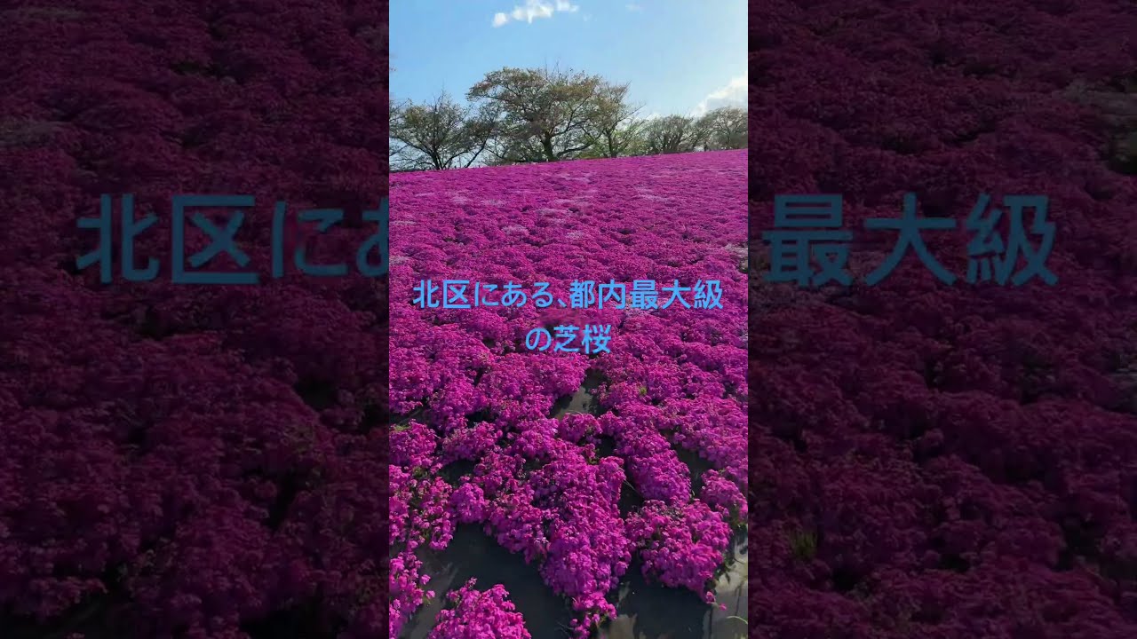 都内最大級の芝桜:北区荒川緑地ふれあい/The largest moss pink