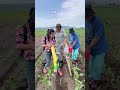 DIY Deep Fertilizer Applicator for Corn | Easy Manual Farming Tool