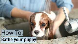 How To Safely Bathe a Puppy at home | Dog Tips & Tricks | Milton Cavalier King Charles