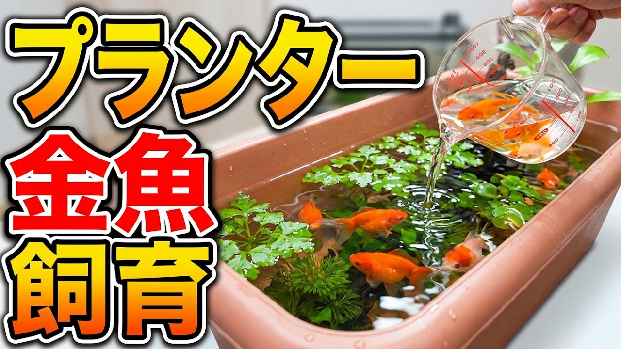 300円で買った“園芸用プランター”→水と植物を入れたら…… まん丸な金魚