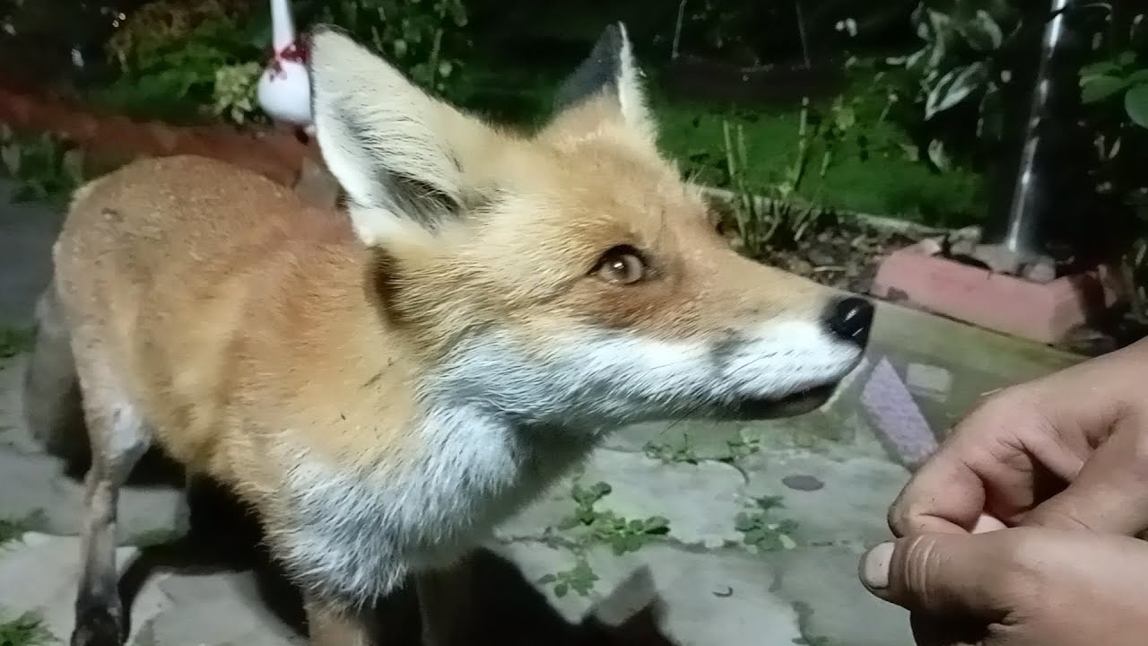 (1110) Лиса приходит в гости. Сентябрь 2025