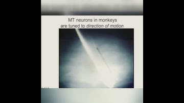 Decoding Neuronal Responses in Monkey Visual Cortex