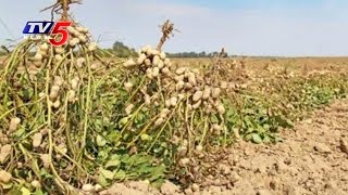 Agriculture Officials Negligence On Kharif Season | Groundnut Farming | Chittoor | TV5 News