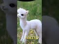 Top 5 cutest animal in the world  viral  deepak gaming toonz trending