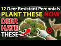 12 Deer Resistant Perennials That Rabbits Hate Too