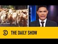 Trevor Noah Presents Animals Gone Wild | The Daily Show