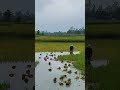 বৃষ্টি সবার জন্য সুখের হয়না। #viral #video  #কালবৈশাখী #আজকের_খবর #বৃষ্টি