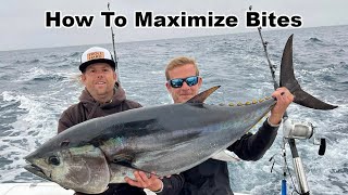 How to Maximize Bites when Tuna Trolling and what Colors to Use.