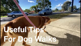 Useful Tips for Dog Walks