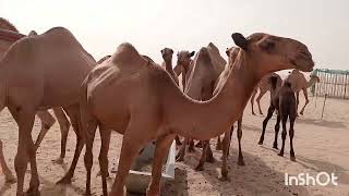 A camel 's Love sac )4k HD l mammals l#animal #camel #اكسبلور #automobile #