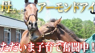 子育て中のアーモンドアイに国枝栄調教師と会いに行ってきました【アーモンドアイの2022】【Almond Eye】