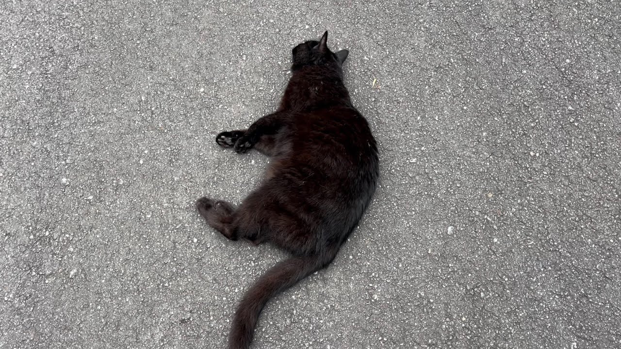 くろねこちゃん くろねこちゃん blackcat 2026年5月24日 11:00 - YouTube