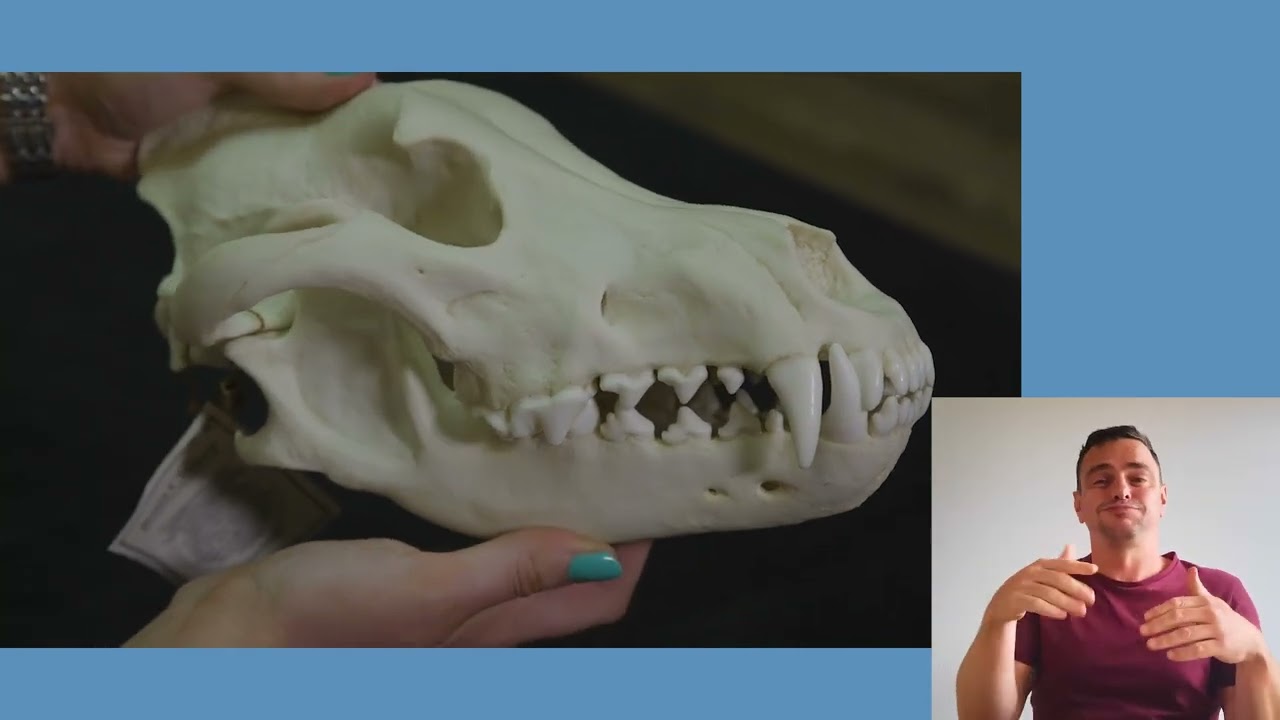 How the Wolf went Extinct in Ireland with Irish Sign Language (ISL)