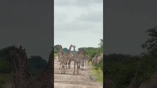 Traffic jam… safari style 🦒🚗