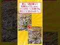 素人「迷彩服なんて意味ないでしょ」ミリオタ「これ見ても言えんの?w」 #5ch #2ch面白いスレ