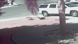 Hero Cat Saves the kid From Dog Attack INSANE footage