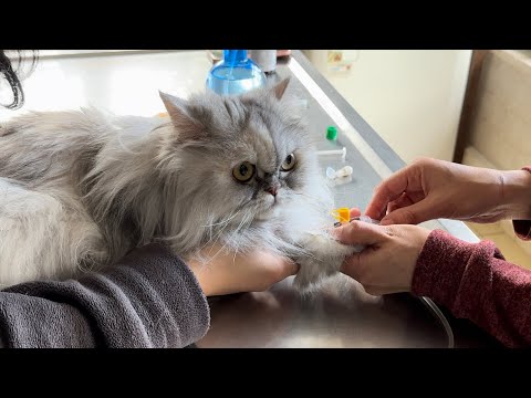 Video: Araştırma, Kedilerin Cinsiyete Dayalı Dominant Pençeye Sahip Olduğunu Önerdi