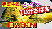 鱪 しいら のさばき方 How To Filet Common Dolphinfish 日本さばけるプロジェクト Youtube
