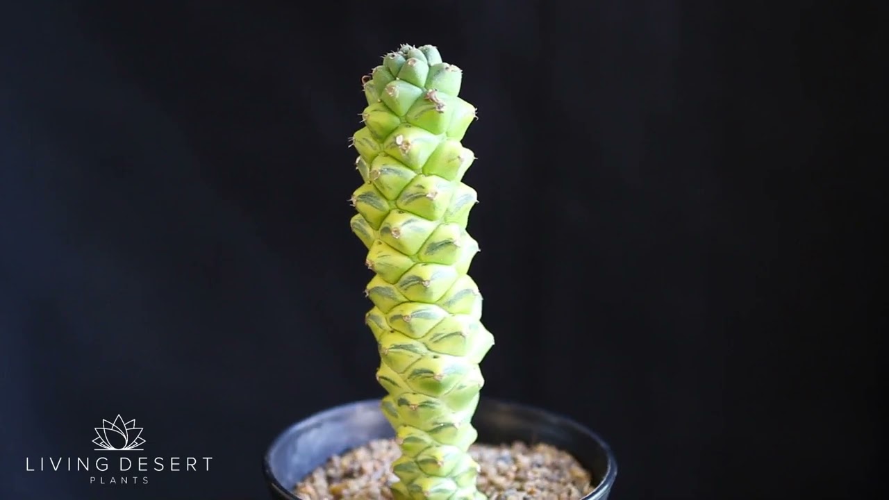 Monadenium ritchiei f variegata