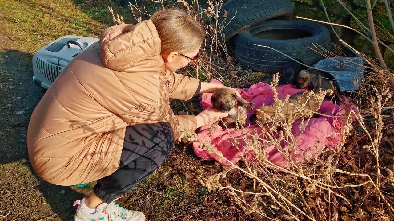 We Tried to Save Puppies From the Cold...Then the Unexpected Happened :)