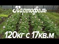 Картофель на садовом участке. Удобрения. Уход за картофелем.