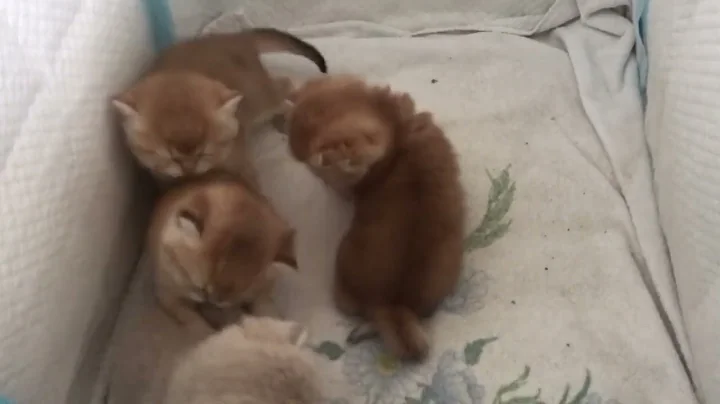 Watch the video about 💫19th day)) British Shorthair Kittens Become Independent | Grow Up Fast!