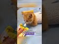 Kind human heings