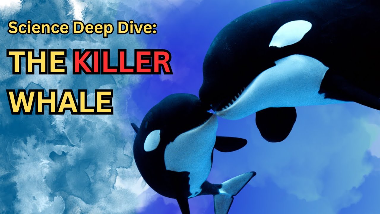 Science Deep Dive Killer Whales! - YouTube