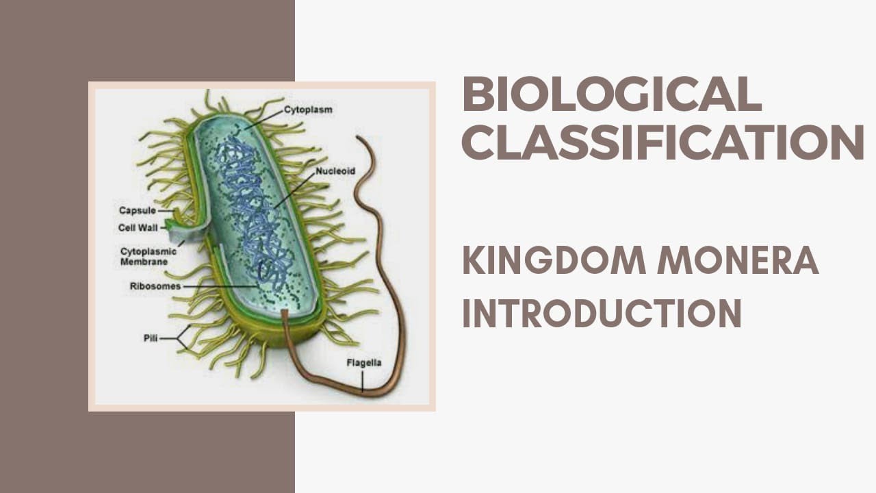 Kingdom monera | Biological Classification | Class 11 Biology | Chapter-2