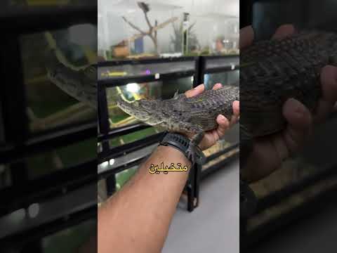 خريف صلالة عالم الزواحف في سهل اتين 2024