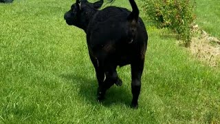 ❤Annabell getting to graze the whole yard!!😍😍❤