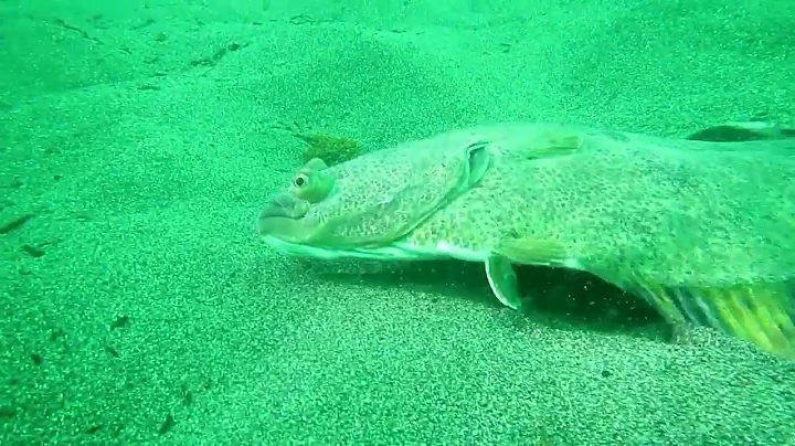 Pacific Sand Lance and Starry Flounder Utilizing S...
