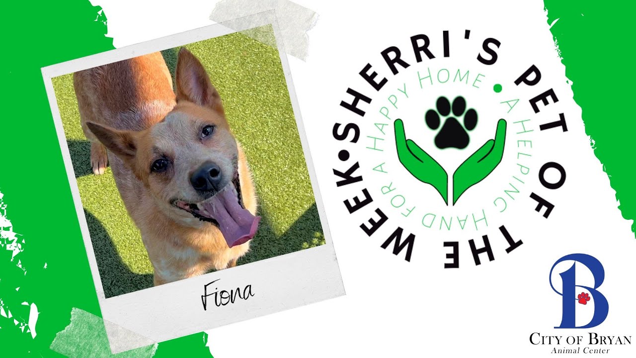 Pet of the Week: Fiona #sherriecholsrealtor #sellwithsherri #bryananimalcenter