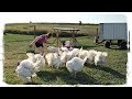 ПРИКОЛЫ С ЖИВОТНЫМИ, смешные птицы | FUN WITH ANIMALS, funny birds #426