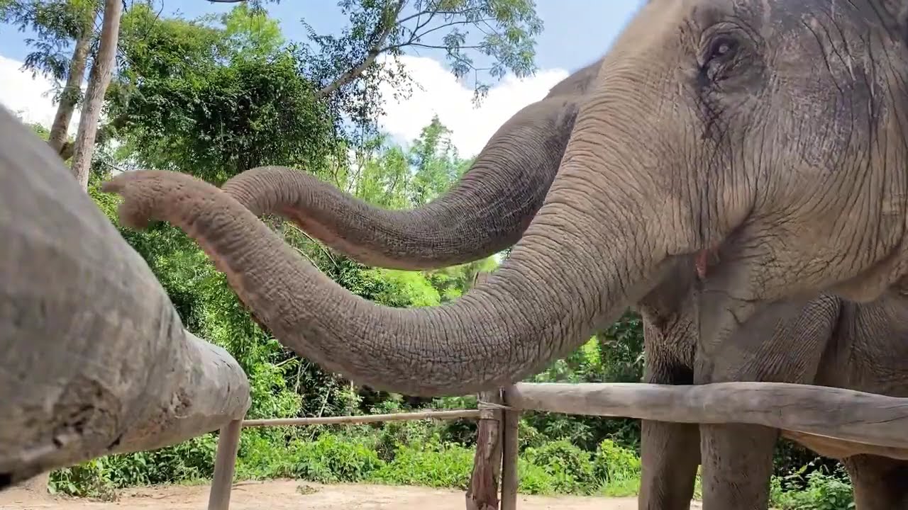 Love in Every Bite  Visitors Feed Hope to Rescued Elephants