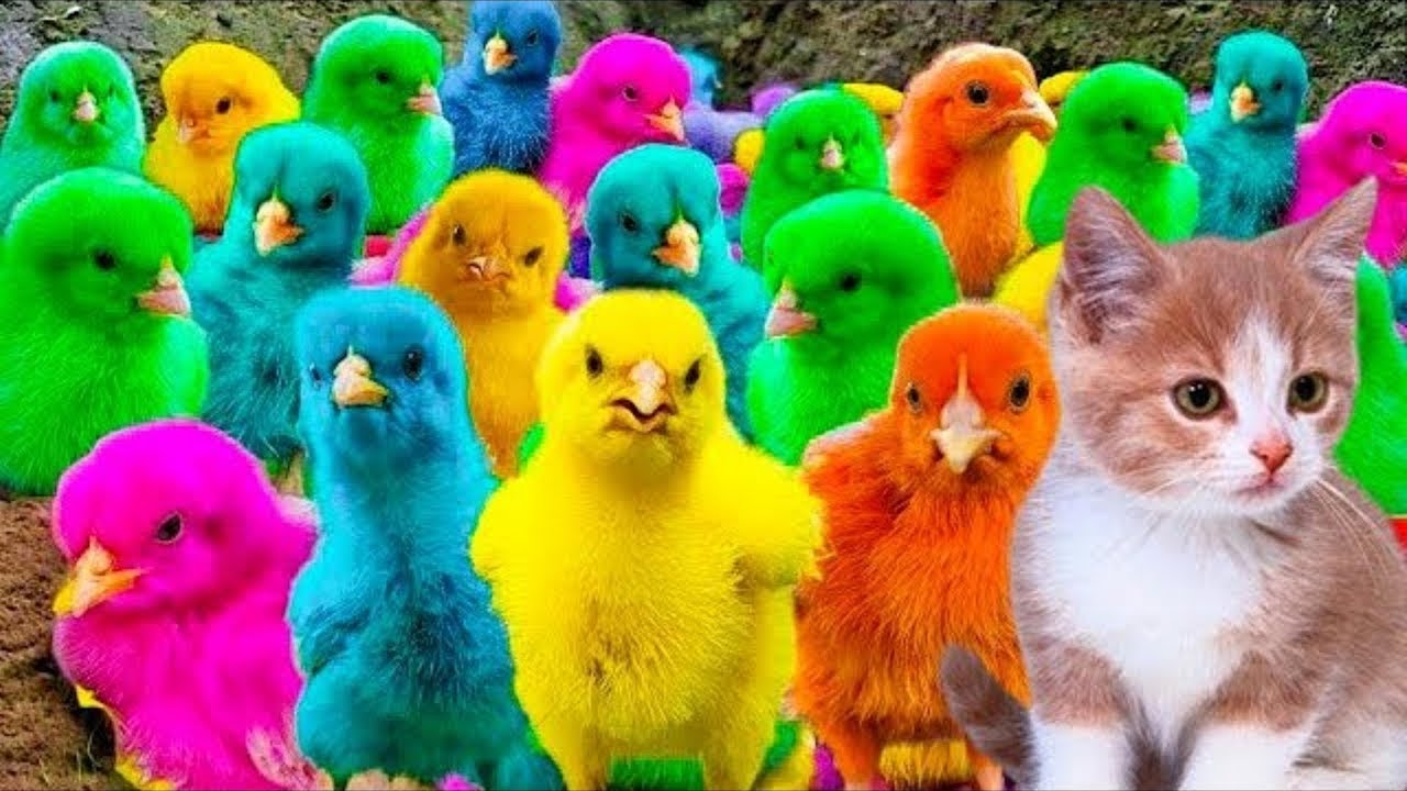 Menangkap Ayam Lucu, ayam warna warni, ayam rainbow, kelinci, bebek lucu, ikan hias, Hewan Lucu