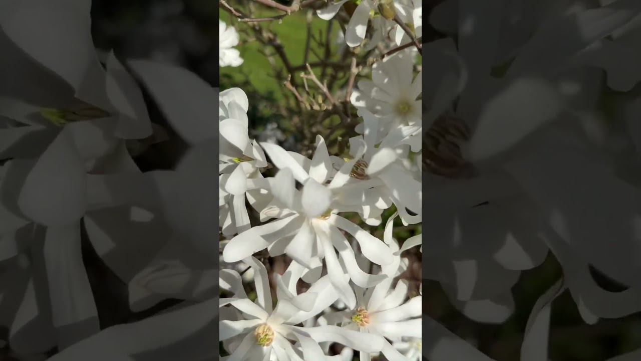 magnolia ‘stellata‘ quite literally translates as the star Magnolia, in full bloom now 