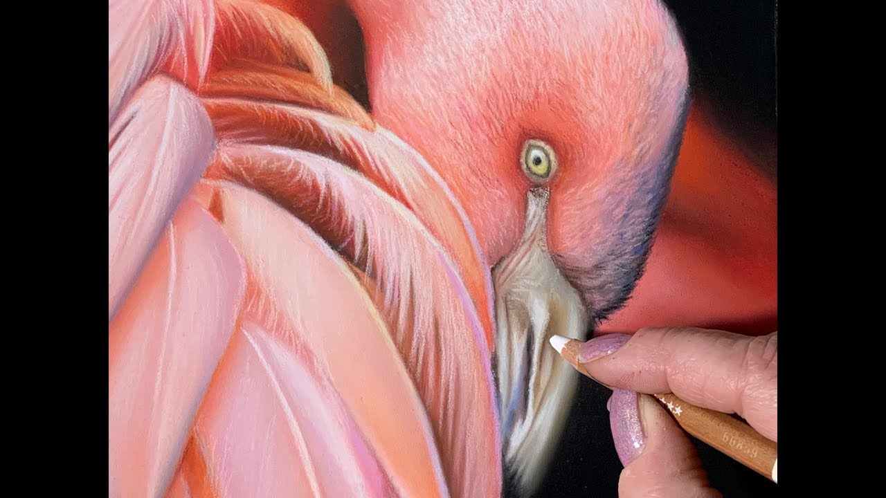 Drawing a Pink Flamingo in Pastel Pencils and Soft Pastels   Speed Painting