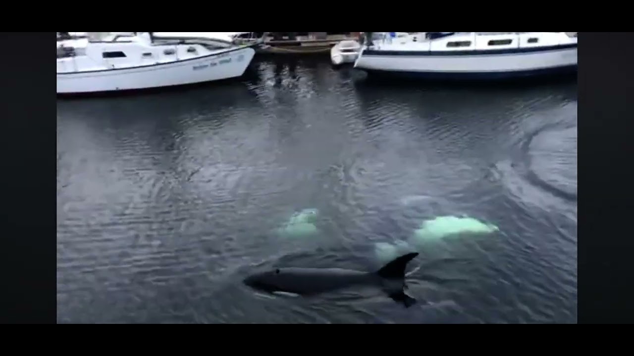Orca / Killer Whales - YouTube