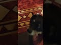 #funnyshorts #trendingshorts #viralshorts  ❤️🤷