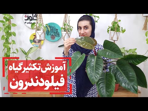 تصویری: کدام گیاه از طریق ریشه تکثیر رویشی دارد؟