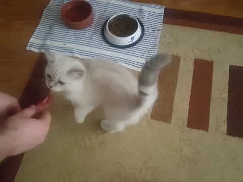 Video: Bir Kedi Neden Kuru Mamayı Reddeder?